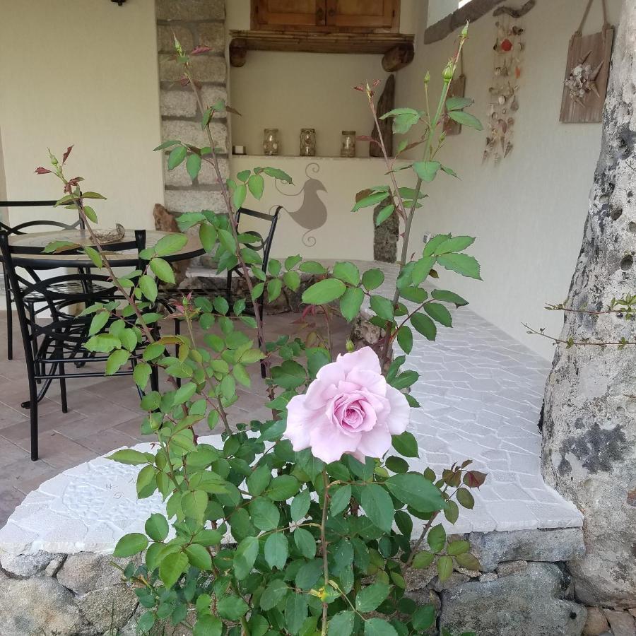 Nonna Pasqualina B&B Santa Teresa Gallura Eksteriør billede
